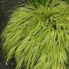 Hakonechloa Macra Aureola